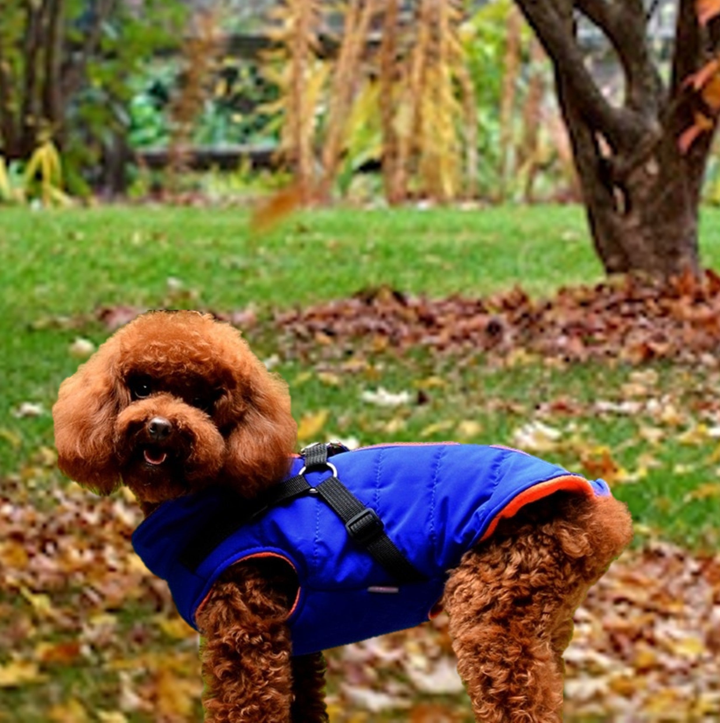 blue-dog-winter-coat-warm-jacket-small-medium-dogs-autumn-vest-wickedyo1